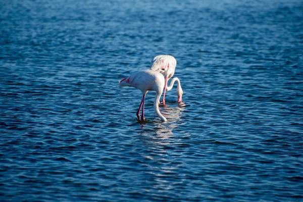 Фламинго питаются в океане — стоковое фото