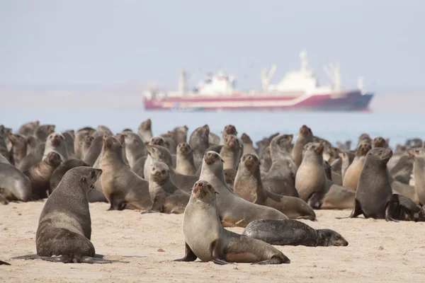 Selos por ponto pelicano em Walvis Bay — Fotografia de Stock