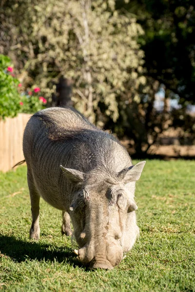 Warthog no jardim — Fotografia de Stock
