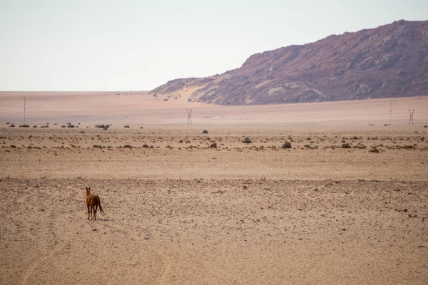 Vildhäst som vandrar i öknen — Stockfoto