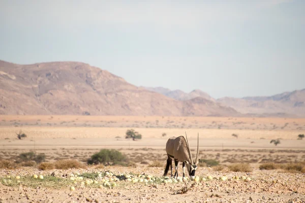 Oryx στην έρημο τρώγοντας πεπόνια — Φωτογραφία Αρχείου