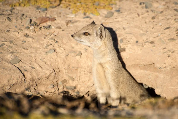 Yellow Mongoose looking out for danger — Stock Photo, Image