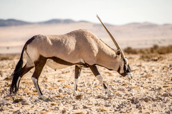 Oryx no deserto de Namib — Fotografia de Stock