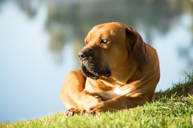 Boerboel köpek nehrin yanında