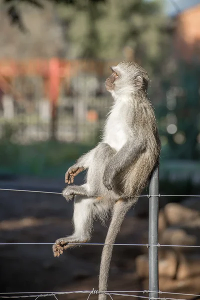 Vervet singe sur la clôture — Photo