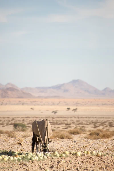 Oryx no deserto de Namib — Fotografia de Stock