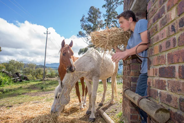 Boy feeds horses — Stock Photo, Image