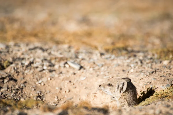 Mongoose sticker upp huvudet ur hålet — Stockfoto