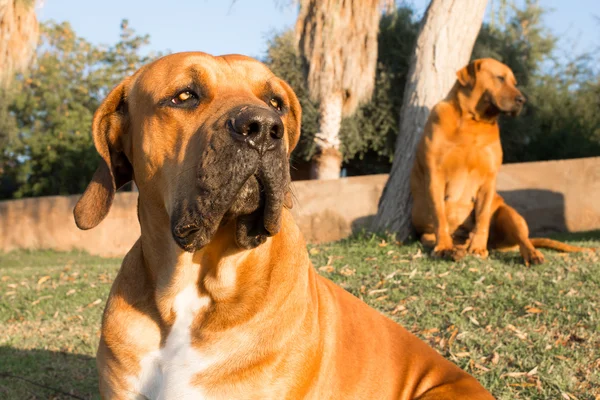 Retrato de um cão Boerboel — Fotografia de Stock