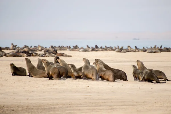 Cape fur seals running for water — Stock Photo, Image