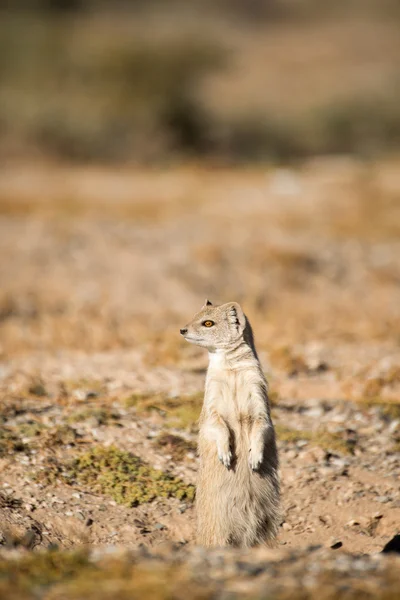 Gul mangust på hind ben — Stockfoto