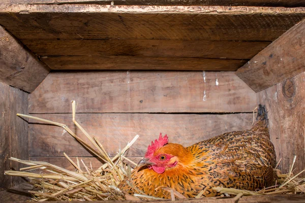 Hen in Chicken Coop — Stock Photo, Image