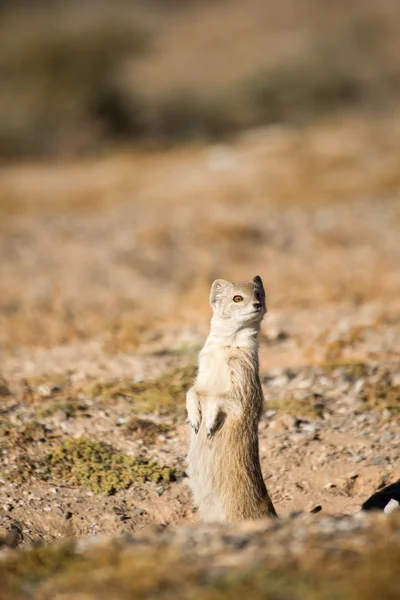 Mongoose på Watchout — Stockfoto