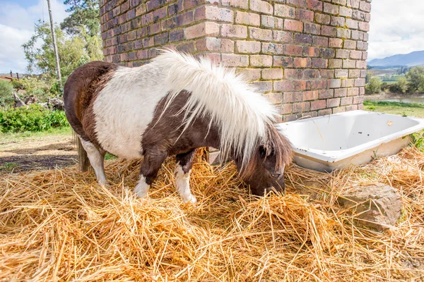 Pony eating hay in the camp — Stock Photo, Image