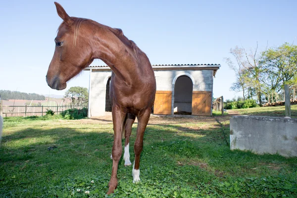 Horse in front of stables — Stock Photo, Image