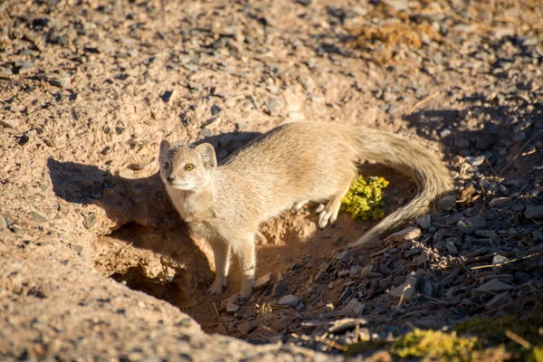 Gelber Mungo nahe Loch — Stockfoto