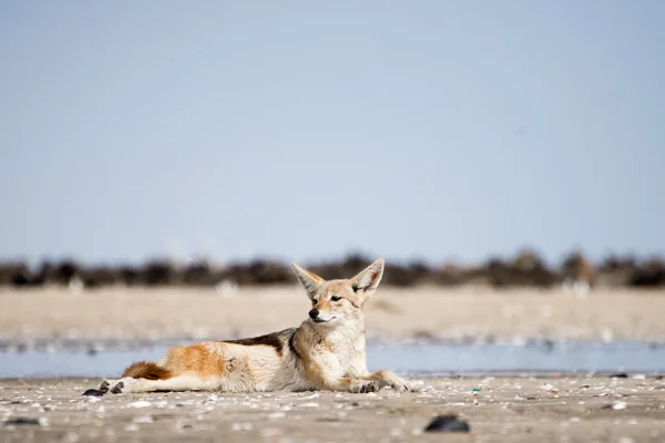 Schwarzer Rückenschakal ruht sich im Sand aus — Stockfoto