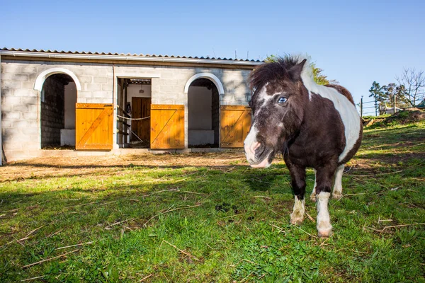 Pony in front of stables — Stock Photo, Image