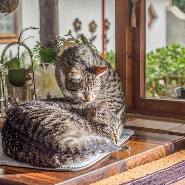 Pencerenin yanındaki iki kedi