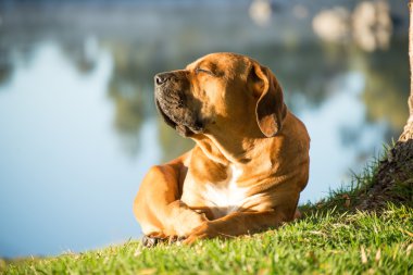 Sabah güneşi zevk Boerboel köpek