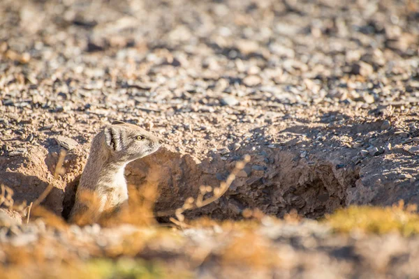 Mongoose in hole — Stock Photo, Image