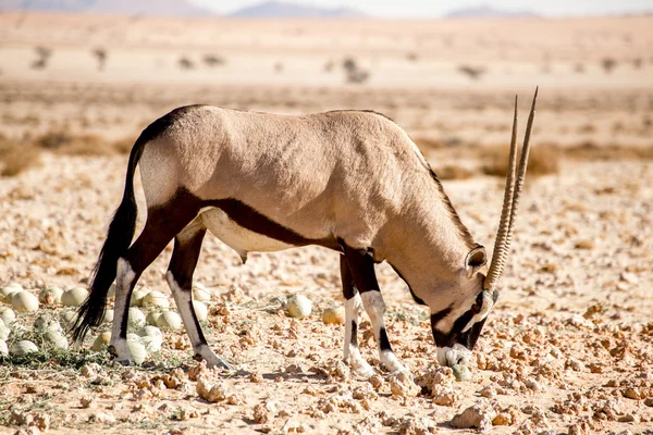 Oryx cheira a melão do deserto . — Fotografia de Stock