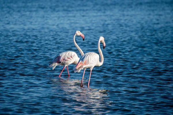 Deux flamants roses dans la baie — Photo