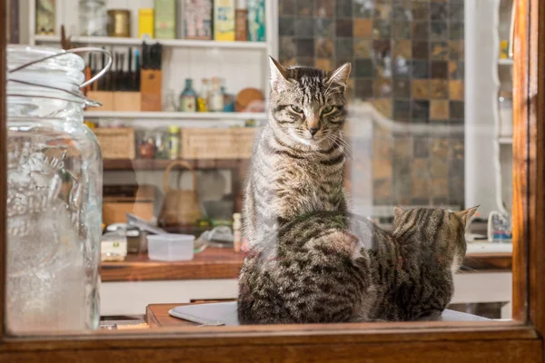 Two cats in the kitchen — Stock Photo, Image