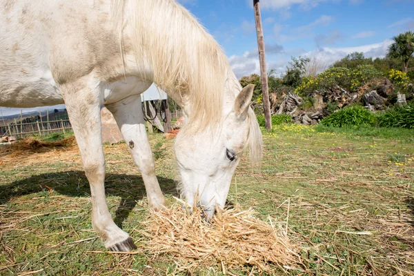 Beautiful White Horse Feeding — Stock Photo, Image