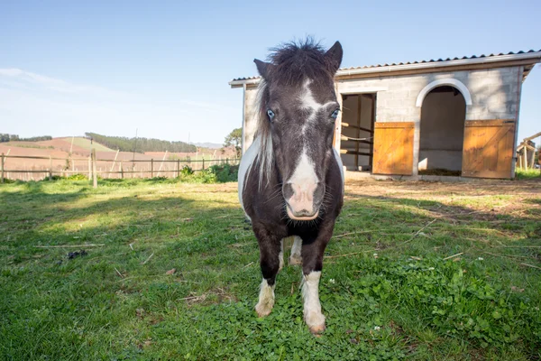 Pony by Stable — Stock Photo, Image