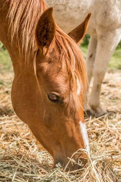 Portrait of Horse Feeding — Stock Photo, Image