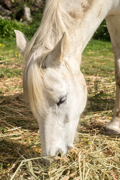 Portrait of a white horse feeding — Stock Photo, Image