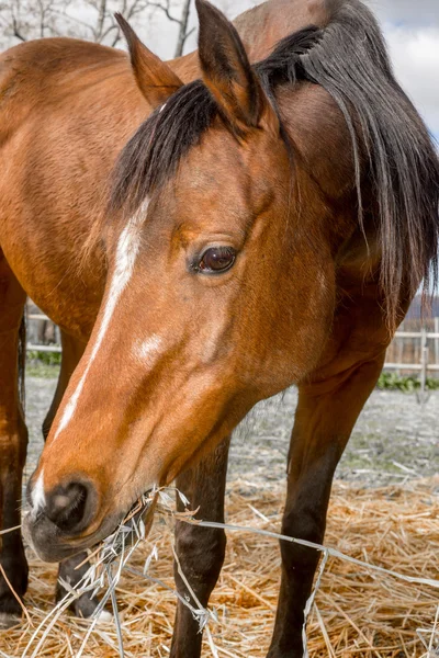 Up close view of horse feeding — Stock Photo, Image