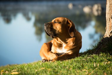 Boerboel köpek nehrin yanında