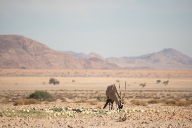 Oryx çöl peyzaj