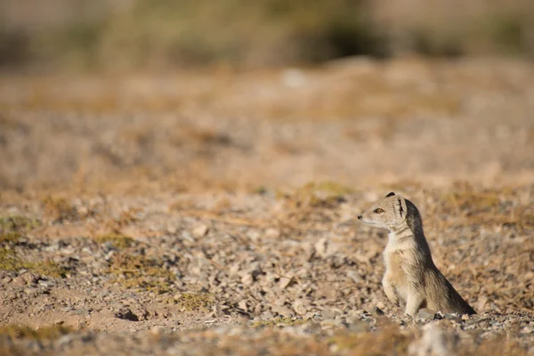 Yellow Mongoose at Burrow — Stock Photo, Image