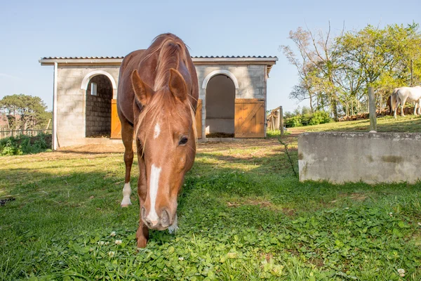 Horse by the Stables — Stock Photo, Image