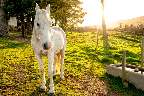 White Arabian Horse in Early Morning Sun. — Stock Photo, Image