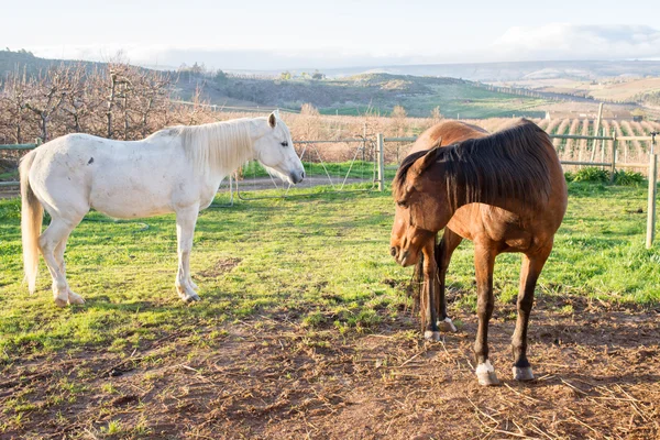 Brown and a white horse in the horse camp — Stock Photo, Image