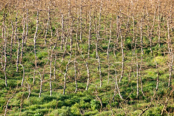 Jovens árvores de maçã sem folhas — Fotografia de Stock