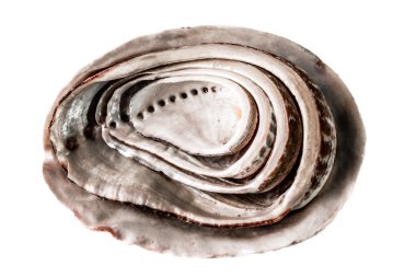 Abalone shells clipart
