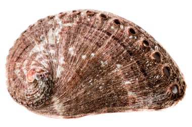Abalone kabuk