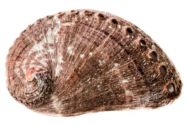 Abalone shell — Stock fotografie