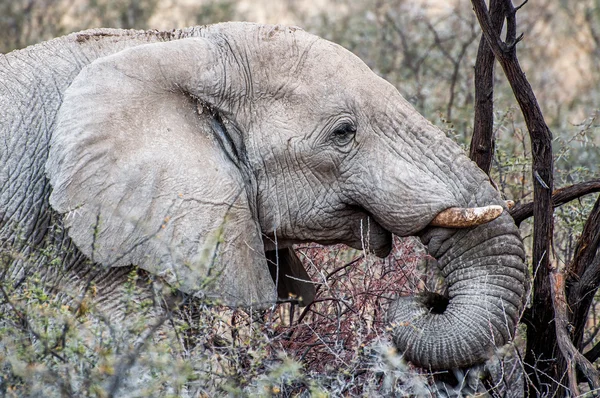 Éléphant dans les branches — Photo