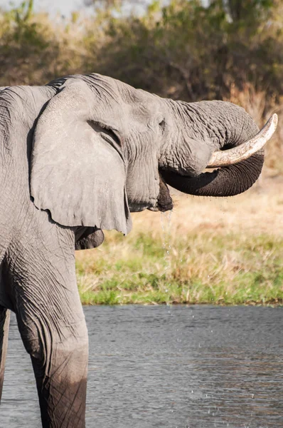 Olifant drinkwater — Stockfoto