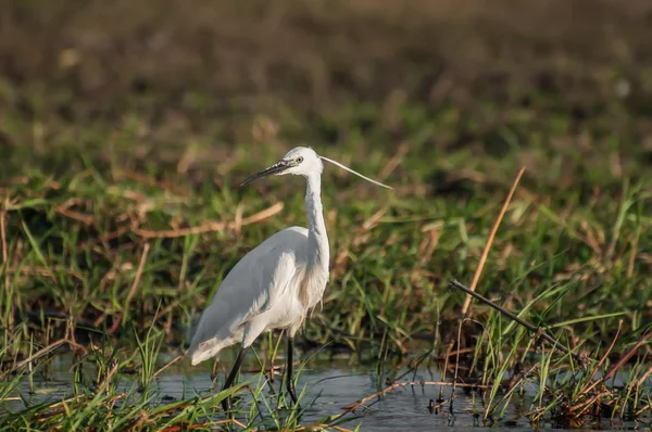 Reiher am Wasser — Stockfoto