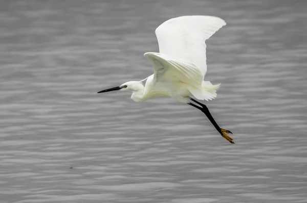 Pequeno Egret perto da água — Fotografia de Stock