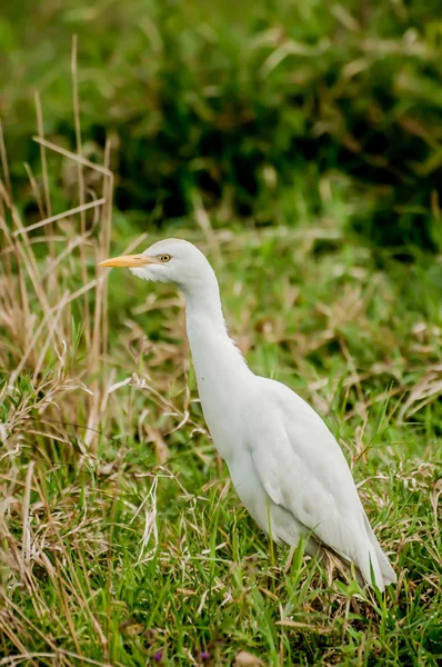 Cattle Egret — Stock Photo, Image