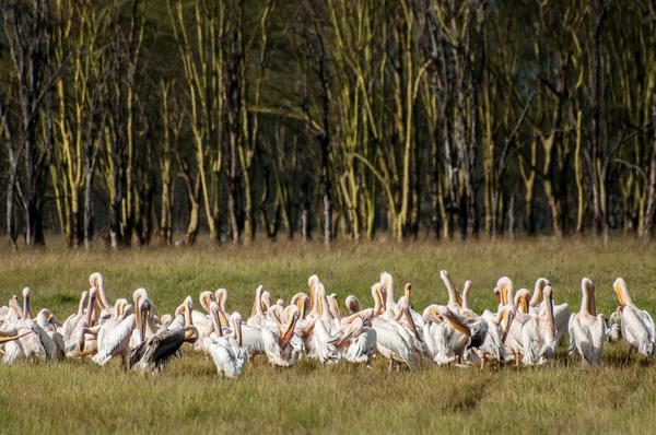 Pélicans devant la forêt jaune d'Acacia — Photo