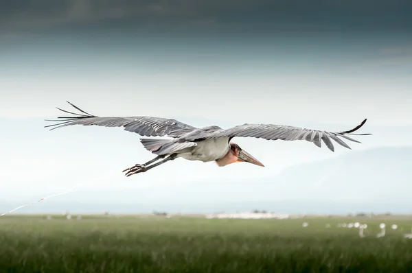 Marabou stork in flight — Stock Photo, Image